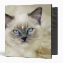 Search for ragdoll binders Cute
