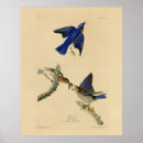 Recherche de oiseau bleu oriental posters Sialia sialis