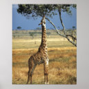 Search for amboseli posters Animal