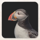 Search for puffin coasters Seabird