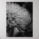 Search for dandelion posters Chic