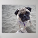 Recherche de pug gifts Adorable