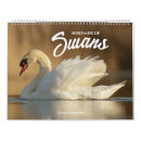 Search for swans swan calendars Wildlife