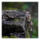 Recherche de champignons posters Nature