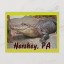 Search for gators postcards Reptile