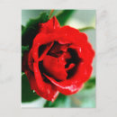 Search for dew drops postcards Red rose