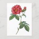 Search for rosas postcards French