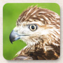 Search for birdwatcher coasters Animal