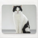 Recherche de chat gris et blanc tapis souris Tir de studio