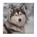 Search for outdoor tiles Dog