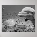 Search for black and white fish posters Tropical