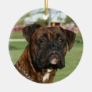 Search for brindle ornaments Animal