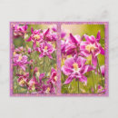 Recherche de columbine cartes postales Rose