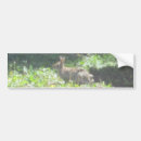 Search for rabbit bumper stickers Wildlife