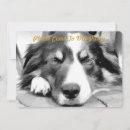 Search for collies invitations Border collie