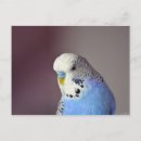 Recherche de perruche bleue cartes postales Perroquet