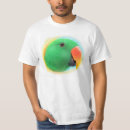 Search for eclectus parrot Bird