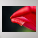 Search for curled posters Floral