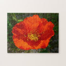 Recherche de pavot rouge puzzles Photographie