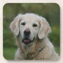Search for golden retriever coasters Bob and pam langrish