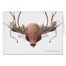 Search for reproductive system Horizontal