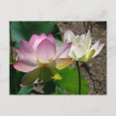 Recherche de paire cartes postales Floral