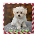 Search for maltese tiles Dog