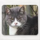 Recherche de fâché Minou