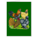 Search for bantam Fowl