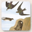Search for john audubon coasters Birds of america