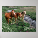 Recherche de poulain de cheval posters Colt