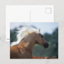 Search for rocky mountain horse Headshot