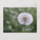 Search for dandilion Plant