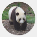 Search for giant panda stickers Bear