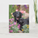 Search for black lab mothers day cards Labrador retriever