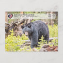 Recherche de ours noir cartes postales Ursus americanus