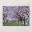 Search for cherry blossom postcards Park