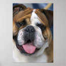 Recherche de bruges posters Belge