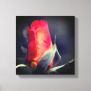Search for black and white rose canvas prints Nature