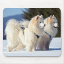 Search for samoyed stuff mousepads Pet