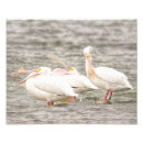 Recherche de pélican blanc art Photographie