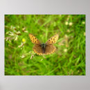 Recherche de de cuivre posters Papillon