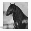 Search for stud horse Equine