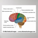 Search for cortex Structure