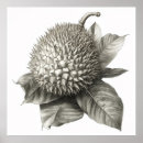 Search for ephemera posters Botanical