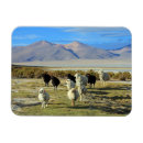 Search for flocking rectangular magnets Sheep