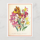 Search for gladiolus postcards Vintage