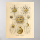 Search for protist Haeckel