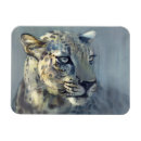 Search for predator magnets Big cat