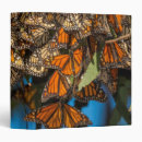 Search for migration binders Butterfly